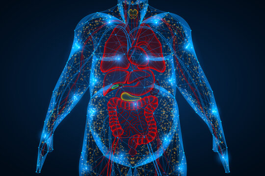 The torso of an overweight person. The internal organs are shown inside the body, and on the sides there are fat spheres that emphasize the excessive accumulation of adipose tissue.