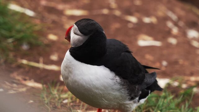 Close-up of Atlantic puffin in natural habitat