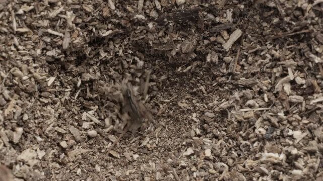 Top down view of antlion larva capturing and fighting an ant inside its funnel pit trap
