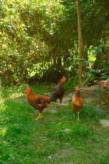 Chickens on a South American farm © Emma