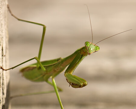 Green Praying Mantis Resting on a Vibrant Green Leaf in a Natural Green Background with huge eyes looking at the camera