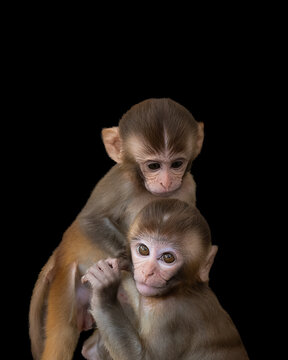 Portrait of two adorable, young rhesus monkeys hugging with a black background