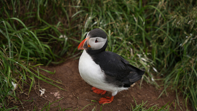 Close-up portrait of Atlantic puffin in natural habitat
