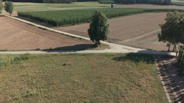 A drone flight across the Bavarian Holledau Hop fields during summer season before harvest phase