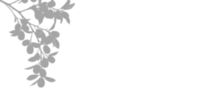 Minimalist branch shadow isolated on transparent background