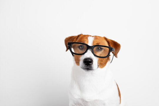Close up of a Jack Russell Terrier dog wearing eyeglasses and looking at the camera on white background with copy space