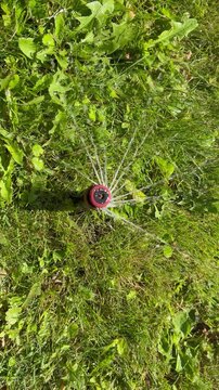 Automatic sprinkler watering lawn in a sunny garden