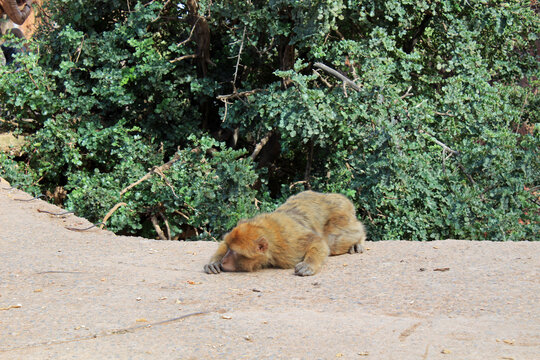 Barbary macaque in the Atlas Mountains