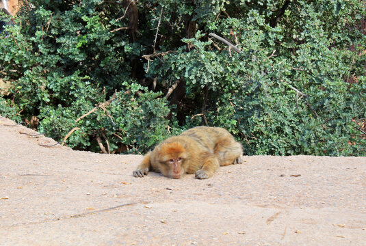 Barbary macaque in the Atlas Mountains