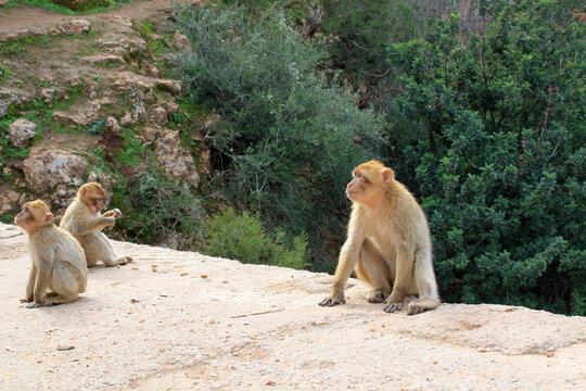 Barbary macaque in the Atlas Mountains