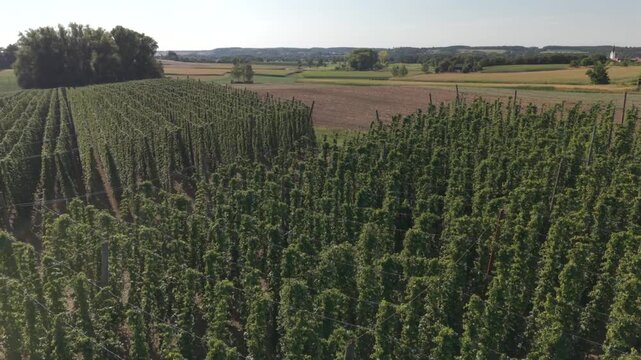 A drone flight across the Bavarian Holledau Hop fields during summer season before harvest phase