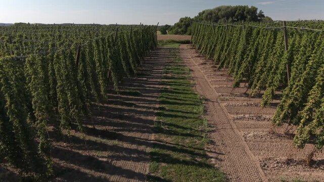 A drone flight across the Bavarian Holledau Hop fields during summer season before harvest phase
