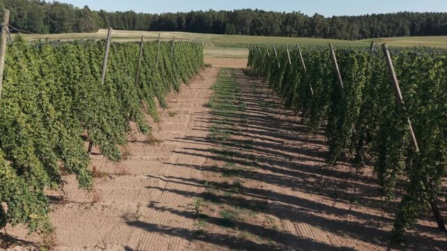 A drone flight across the Bavarian Holledau Hop fields during summer season before harvest phase