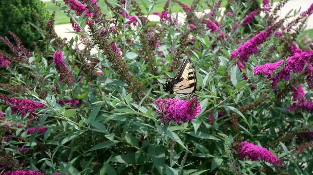 Pink flowers getting pollinated by yellow and black butterfly with wind blowing
