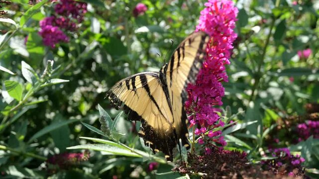 Yellow and black butterfly feeding on nectar of pink flowers showing multiple angles then flies away