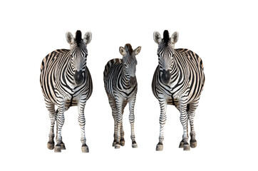 Naklejka premium Three zebras with a small foal isolated on white background.