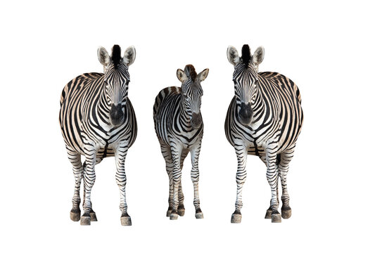 Three zebras with a small foal isolated on white background.