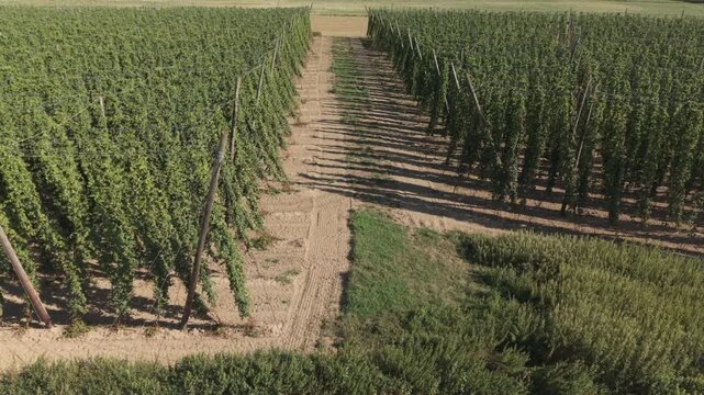 A drone flight across the Bavarian Holledau Hop fields during summer season before harvest phase
