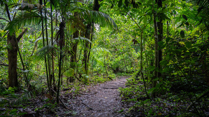 Fototapeta premium exploring the rainforest