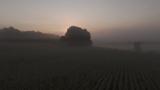 Nebeliges Feld bei Sonnenaufgang, DJI Mini 4 Pro Drohnenvideo in D-Log Rohdaten. Flug durch den Nebel.