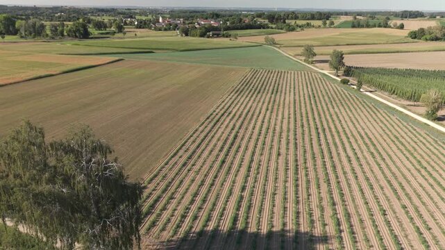 A drone flight across the Bavarian Holledau Hop fields during summer season before harvest phase
