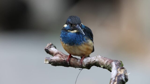  Javan blue-banded kingfisher (Alcedo euryzona), is a species of kingfisher in the subfamily Alcedininae. It is endemic to and found throughout Java.