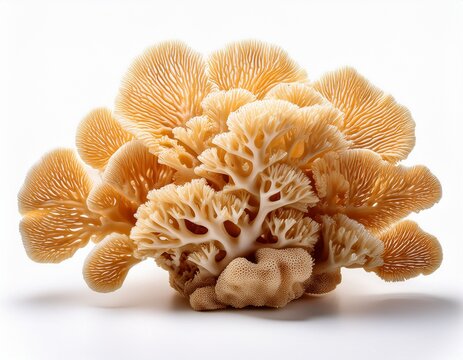 realistic coral reef structure isolated on white background