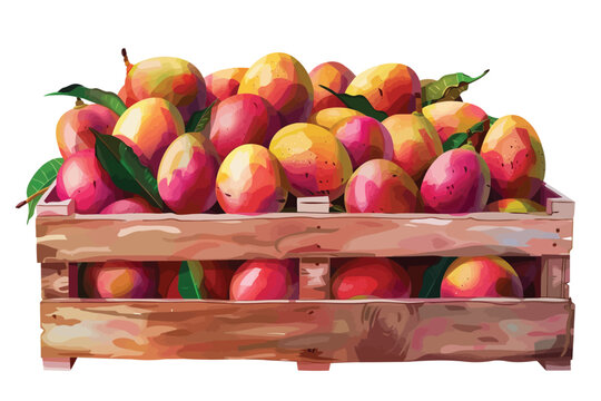 Wooden crate filled with mangos isolated