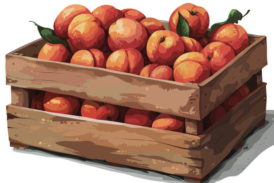 Wooden crate filled with peaches isolated