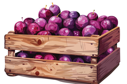Wooden crate filled with plums isolated