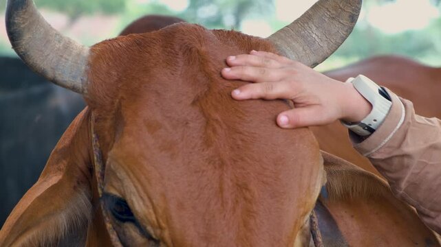 A farmer with brown cow. Bond of love between former and cow. Cattle cow grazing in field. Dairy cattle cow grazing. brown cow