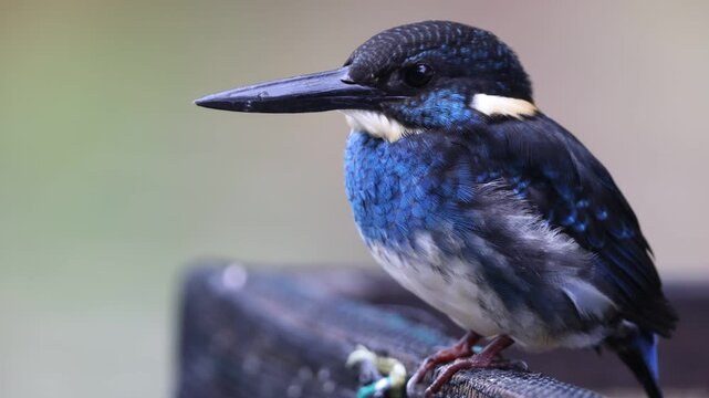  Javan blue-banded kingfisher (Alcedo euryzona), is a species of kingfisher in the subfamily Alcedininae. It is endemic to and found throughout Java.