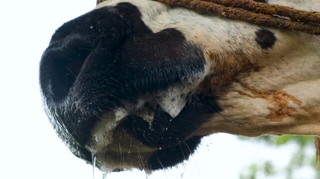 asian cow chewing cud, closeup of a form cow, cow head with rope standing in shadow. Livestock and domestic animals concept.
