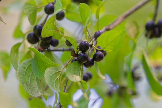   Common buckthorn(Rhamnus cathartica) fruit. The European buckthorn,, purging buckthorn, or just buckthorn.
