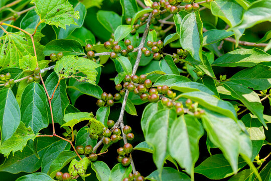 Common Buckthorn (Rhamnus cathartica) produces glossy black berries when mature