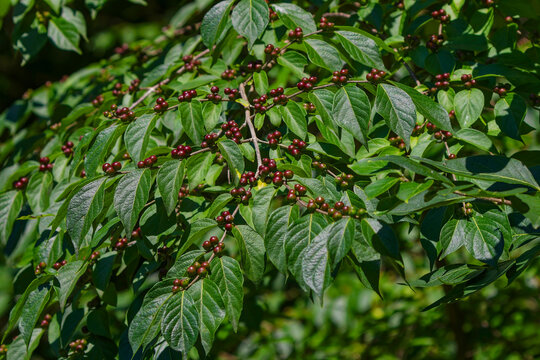 Amur honeysuckle (Lonicera maackii). Bush or shrub honeysuckle refers to several different species of non-native invasive honeysuckle
