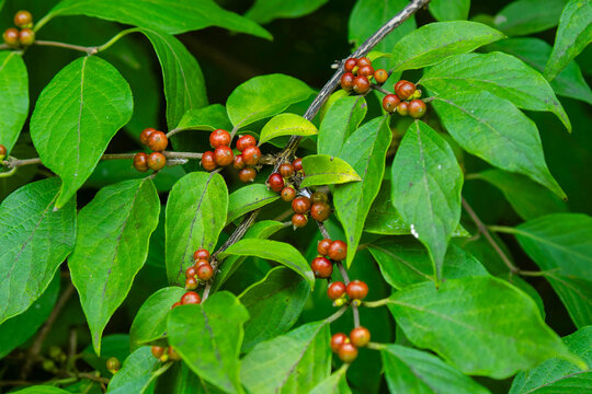 Common Buckthorn (Rhamnus cathartica) produces glossy black berries when mature