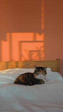 Tranquil calico cat resting at sunset on owner's bed in bedroom, furry kitty relaxing on cozy cotton plaids with warm sunlight and dancing plant shadows on wall, domestic pet enjoying calm time. 