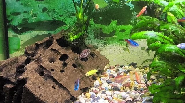 Colorful fish swim in a bright aquarium with lush green plants 