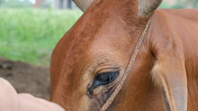 A farmer with brown cow. Bond of love between former and cow. Cattle cow grazing in field. Dairy cattle cow grazing. brown cow