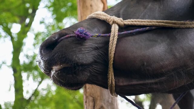 asian black buffalo, closeup of a form buffalo, buffalo head with rope standing in shadow. Livestock and domestic animals concept.