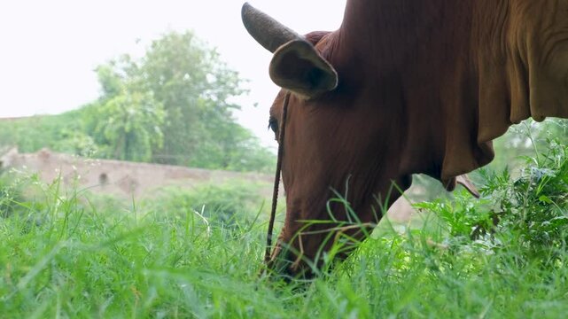 Cattle cow grazing in field. Dairy cattle cow grazing. brown cow. domestic brown cow feeding on grass in a peaceful rural meadow.