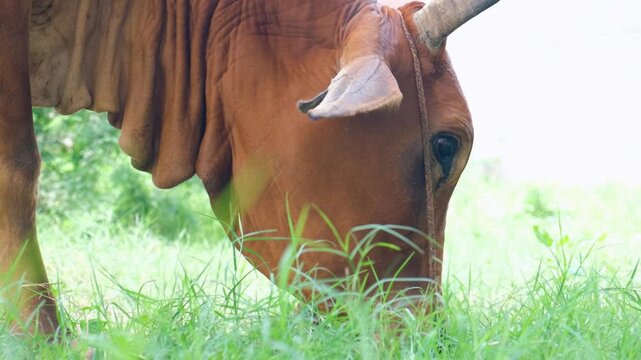 Cattle cow grazing in field. Dairy cattle cow grazing. brown cow. domestic brown cow feeding on grass in a peaceful rural meadow.