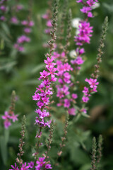 Fototapeta premium Close up macro shot of vibrant pink loosestrife flowers (Lythrum salicaria) in full bloom.