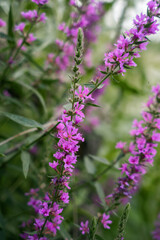 Obraz premium Close up macro shot of vibrant pink loosestrife flowers (Lythrum salicaria) in full bloom.