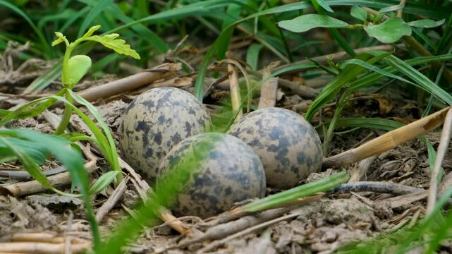 Three speckled eggs among fresh green leaves, Spring season, new life, and wildlife processes. This video captures nesting behavior, calm atmosphere, and seasonality.