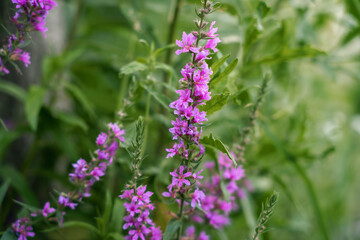 Obraz premium Close up macro shot of vibrant pink loosestrife flowers (Lythrum salicaria) in full bloom.