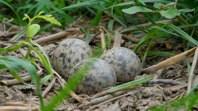 Three speckled eggs among fresh green leaves, Spring season, new life, and wildlife processes. This video captures nesting behavior, calm atmosphere, and seasonality.