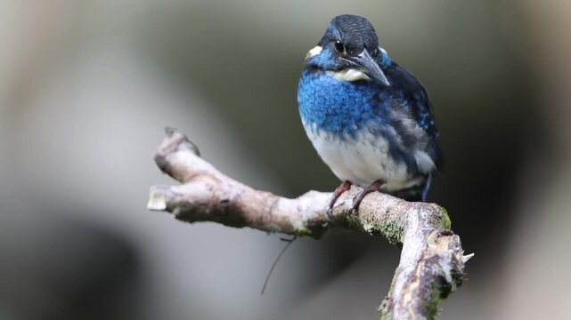  Javan blue-banded kingfisher (Alcedo euryzona), is a species of kingfisher in the subfamily Alcedininae. It is endemic to and found throughout Java.