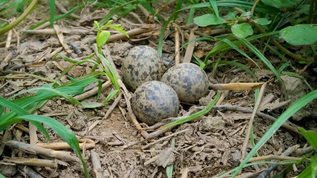 Three speckled eggs among fresh green leaves, Spring season, new life, and wildlife processes. This video captures nesting behavior, calm atmosphere, and seasonality.
